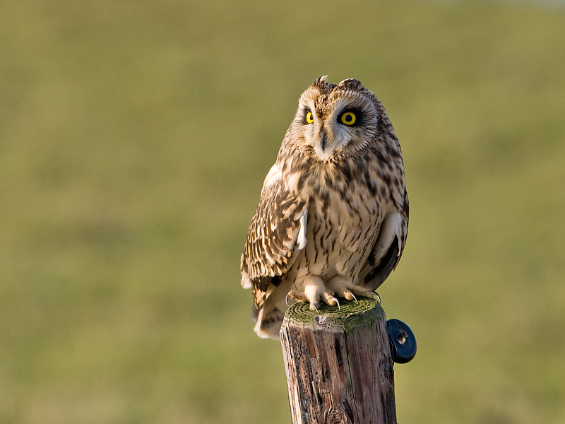 Asio flammeus Short-eard Owl Velduil